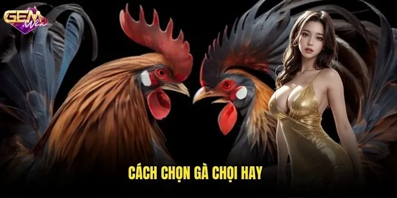 Cách Chọn Gà Chọi Hay GEMWIN - Bí Quyết Tạo Nên Chiến Kê Bách Thắng