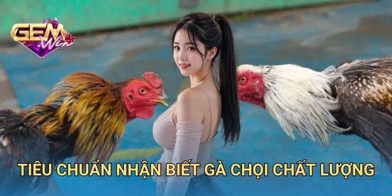 Tiêu Chuẩn Nhận Biết Gà Chọi Chất Lượng