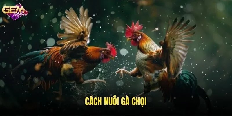 Cách Nuôi Gà Chọi GEMWIN - Bí Quyết Tạo Nên Những Chiến Kê Bất Bại