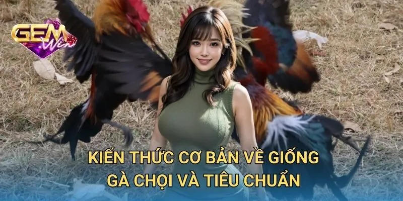 Kiến Thức Cơ Bản Về Giống Gà Chọi Và Tiêu Chuẩn