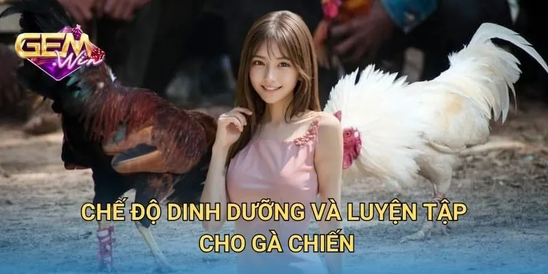 Chế Độ Dinh Dưỡng Và Luyện Tập Cho Gà Chiến