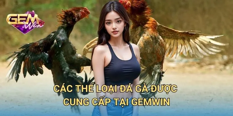 Các Thể Loại Đá Gà Được Cung Cấp 